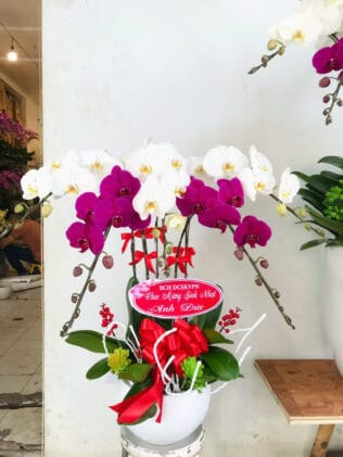 CHẬU HOA LAN HỒ ĐIỆP Hồ Điệp thiên nga trắng