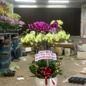 CHẬU HOA LAN HỒ ĐIỆP Hồ Điệp ánh trăng