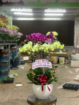 CHẬU HOA LAN HỒ ĐIỆP Hồ Điệp ánh trăng