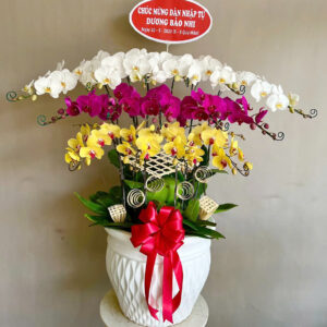 CHẬU HOA LAN HỒ ĐIỆP Hồ Điệp nữ hoàng