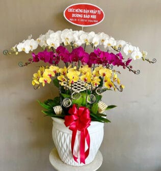 CHẬU HOA LAN HỒ ĐIỆP Hồ Điệp nữ hoàng